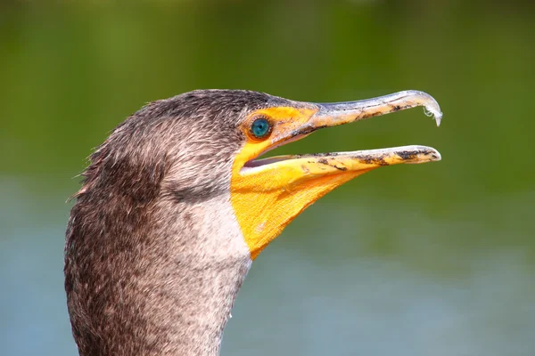 Double-crested cormorant (Phalacrocorax auritus) — Stock Photo, Image