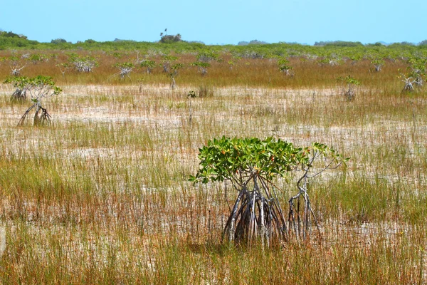 Mangroven in de everglades — Stockfoto