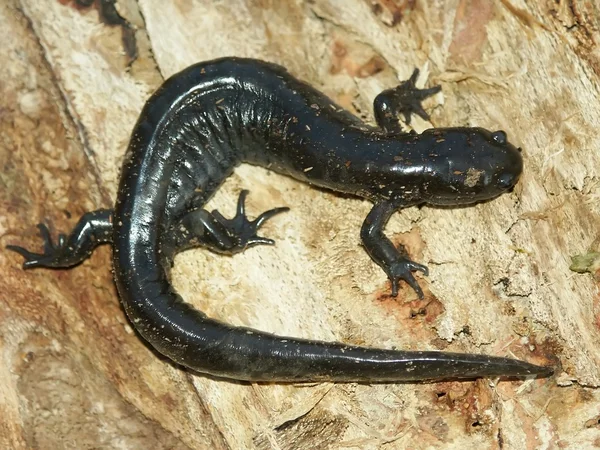 Salamander (Ambystoma texanum) ) — стоковое фото