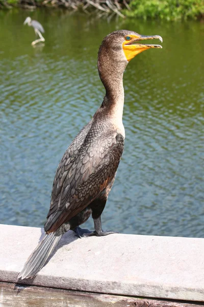 Dvouvrstvý kormorán (falakrocorax auritus) — Stock fotografie