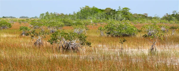 Mangrove i everglades — Stockfoto