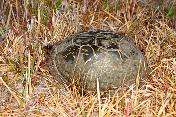 Florida caixa de tartaruga (Terrapene carolina bauri ) — Fotografia de Stock