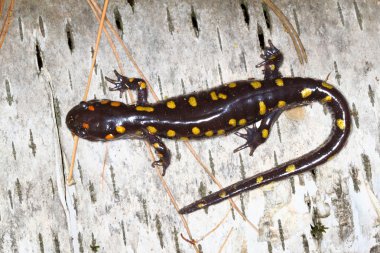 Spotted Salamander (Ambystoma maculatum) clipart