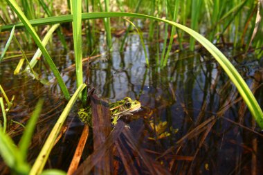 Northern Leopard Frog (Rana pipiens) clipart