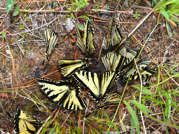 호랑이 Swallowtails (제비 glaucus) — 스톡 사진