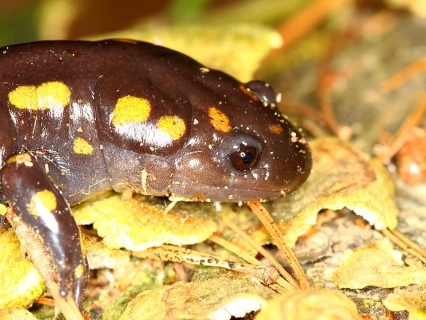 Пятнистая саламандра (Ambystoma maculatum ) — стоковое фото