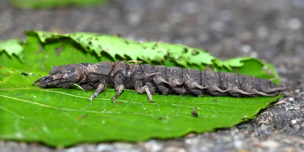Hellgrammite - Larvas de Dobsonfly —  Fotos de Stock