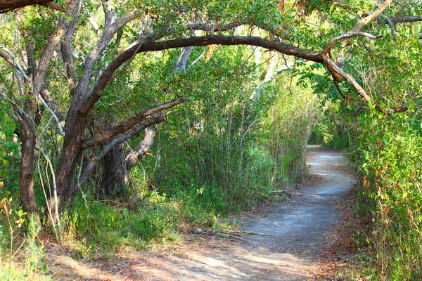 Everglades National Park Trail — Stockfoto
