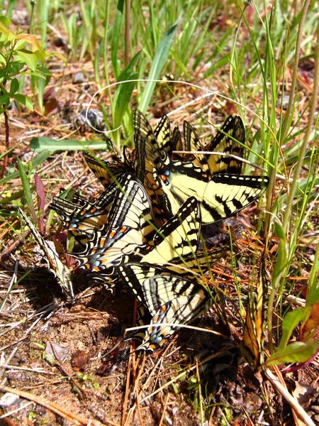 Tijger Swallowtails (Papilio glaucus) — Stockfoto