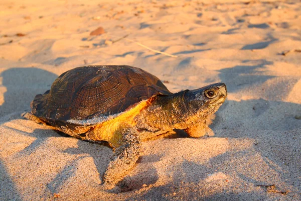 Wood Turtle (Glyptemys insculpta) — Stock Photo, Image