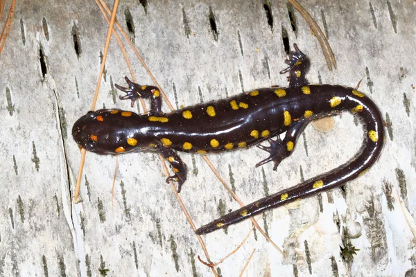Spotted Salamander (Ambystoma maculatum) — Stock Photo, Image