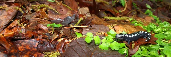 Мраморная саламандра (Ambystoma opacum ) — стоковое фото