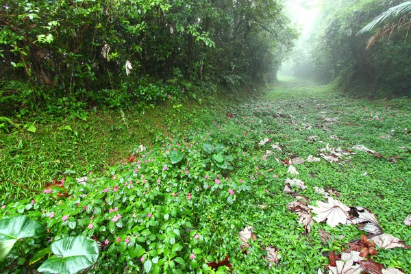 Ruta de la Selva - Puerto Rico — Foto de Stock