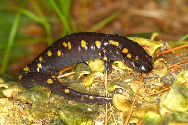 Salamandra plamista (Ambystoma maculatum) — Zdjęcie stockowe