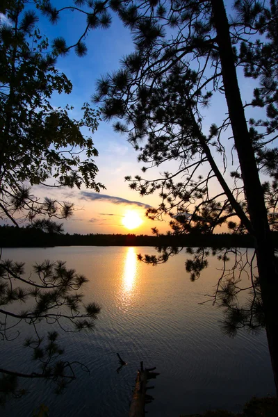 Pine Tree Sunset Silhouette — Fotografie, imagine de stoc