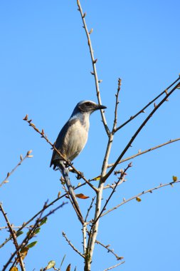 Florida Scrub Jay (Aphelocoma coerulescens)