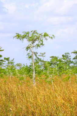 everglades, mangrovlar