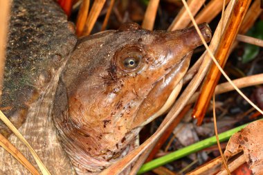 Florida kaplumbağası (Apalone ferox)