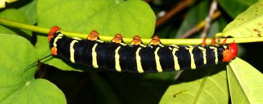 Tetrio Sfenks (Pseudosphinx tetrio)