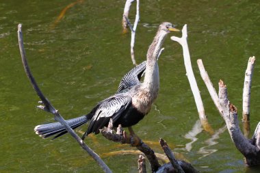 Yılanboyungiller everglades içinde