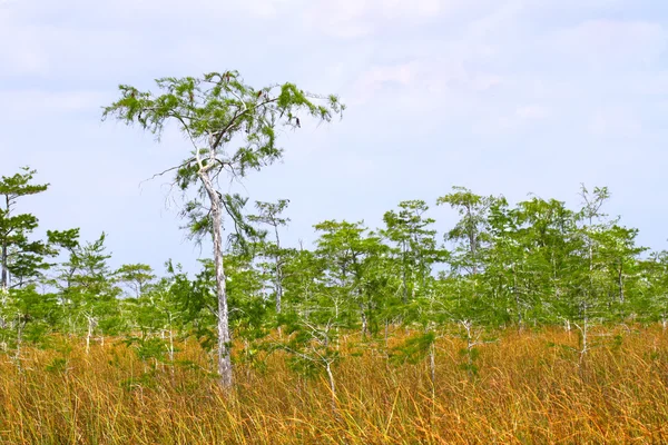 Az everglades mangrove — Stock Fotó