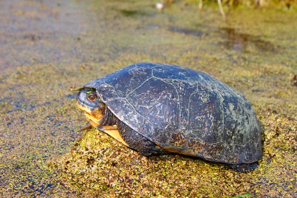 Blandings sköldpadda (Emydoidea blandingii) — Stockfoto