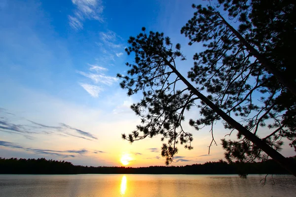 Pine tree zonsondergang silhouet — Stockfoto