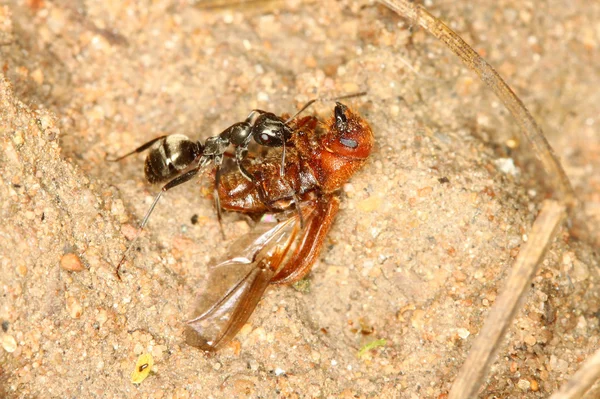 Ant Draagging Beetle — стоковое фото