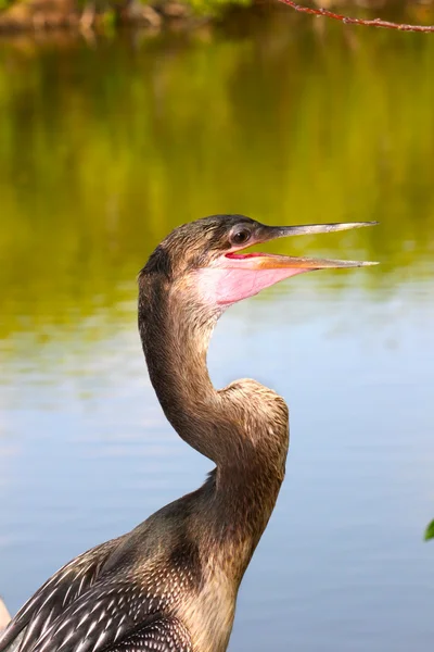 Anhingas in the Everglades — Stock Photo, Image