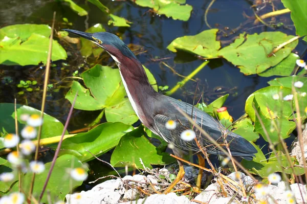 绿鲱鱼(Butorides virescens)) — 图库照片