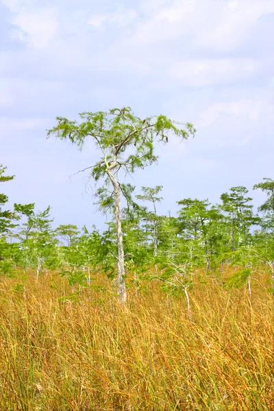Mangroven in den Everglades — Stockfoto