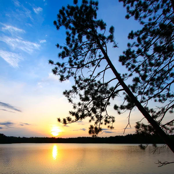 Pine tree solnedgång siluett — Stockfoto