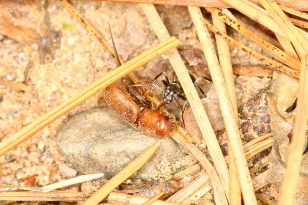 Formiga arrastando besouro — Fotografia de Stock