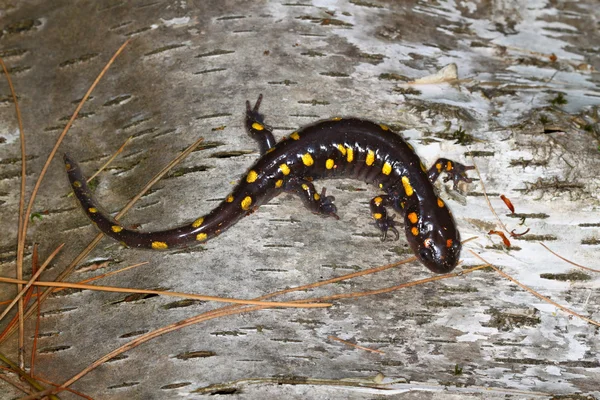 Salamandra manchada (Ambystoma maculatum ) — Fotografia de Stock