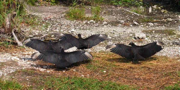 Zwarte gieren (Coragyps atratus) — Stockfoto