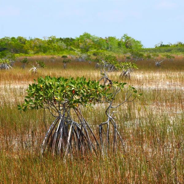 Manguezais nos Everglades — Fotografia de Stock