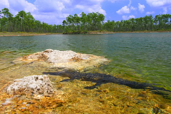 Amerikai aligátor (aligátor mississippiensis)) — Stock Fotó
