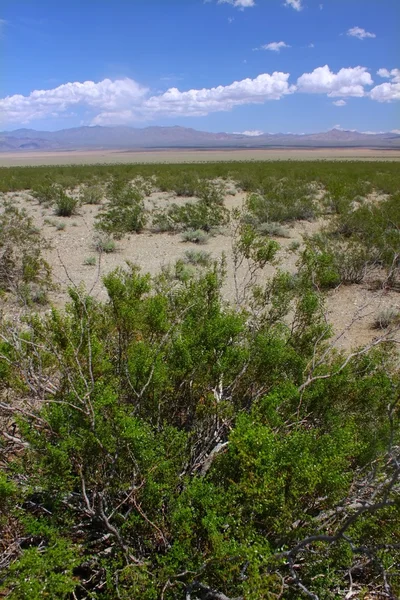 Deserto de Mojave - sul da Califórnia — Fotografia de Stock