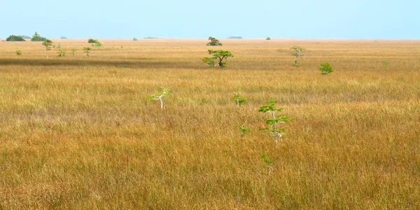 Mangrovie nelle Everglades — Foto Stock