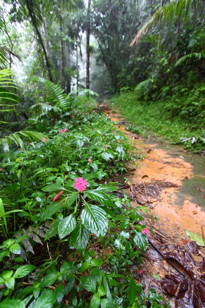 雨林路径-波多黎各 — 图库照片