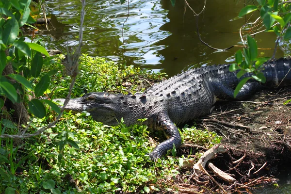 Amerikaanse alligator (alligator mississippiensis) — Stockfoto