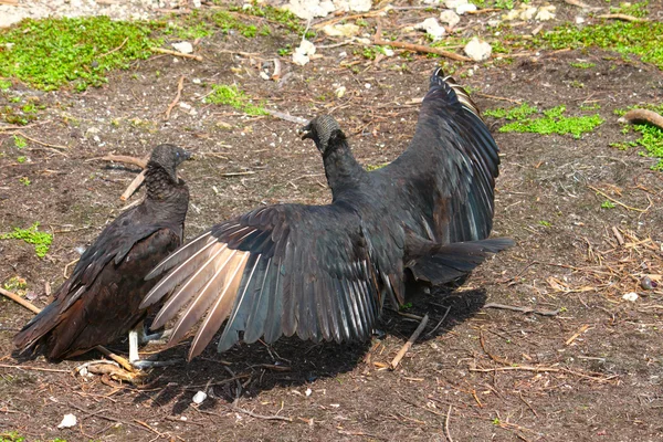 Abutres negros (Coragyps atratus ) — Fotografia de Stock