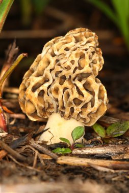 Morel Illinois