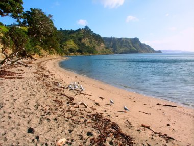Yeni Zelanda plaj sahnesi