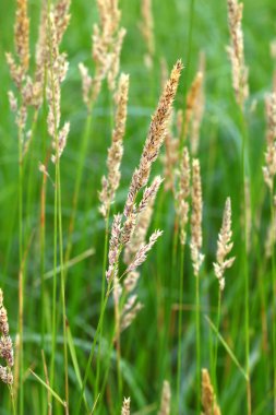 Reed Canary Grass (Phalaris arundinacea) clipart