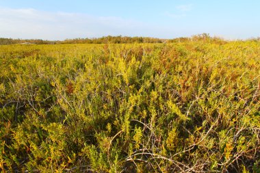 kıyı prairie iz - everglades