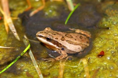 Western Chorus Frog (Pseudacris triseriata) clipart