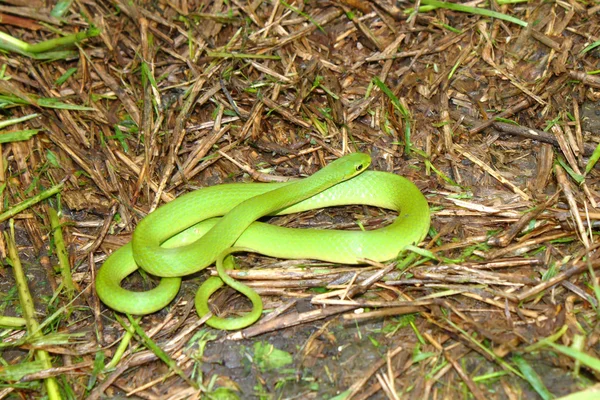 Soepele Snake, Green Snake (Opheodrys zwemkrab) — Stockfoto