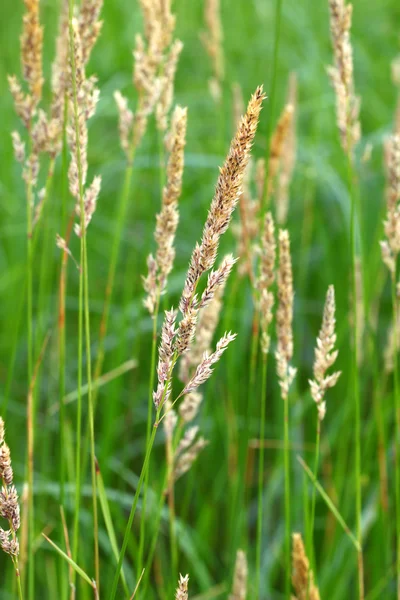 Reed Kanarya çim (Phalaris arundinacea) — Stok fotoğraf