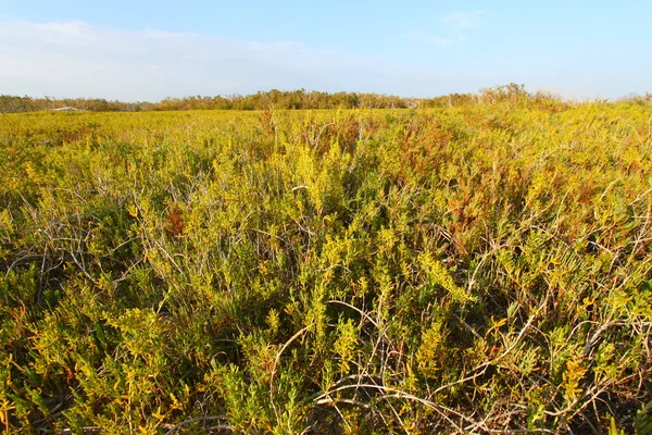 kıyı prairie iz - everglades